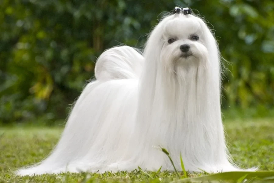 Bichon Maltes pelo largo